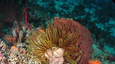 Karibik pod vodou