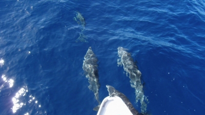 Plavba s delfíny