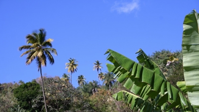 Příroda na Grenadě